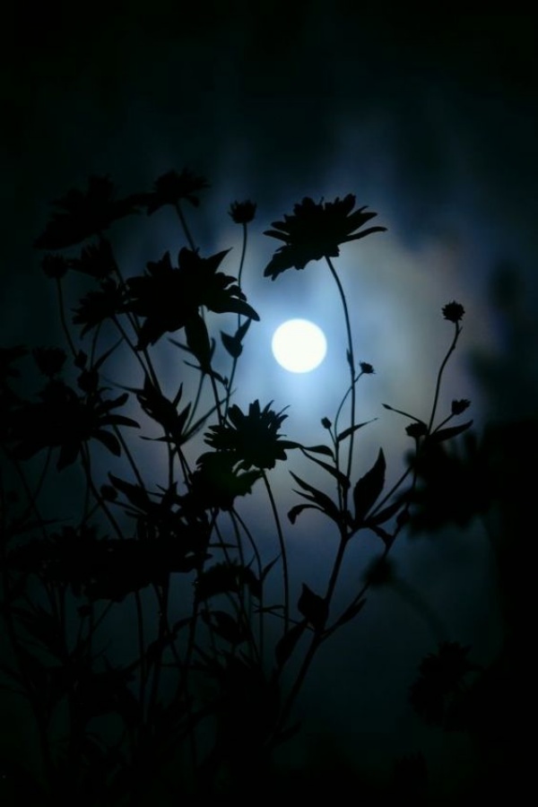Charming Moonlight Photography Ideas and Tips
