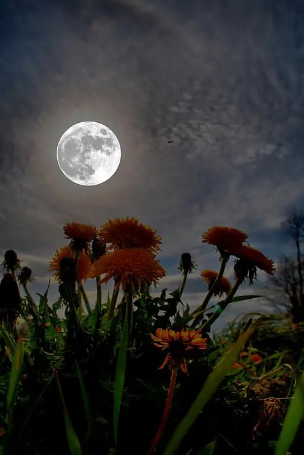 Charming Moonlight Photography Ideas and Tips