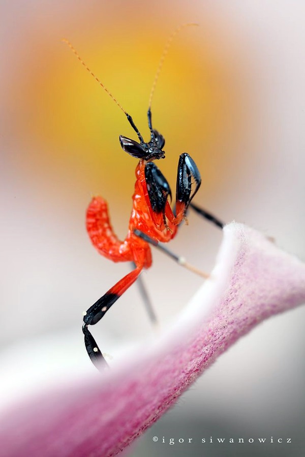 Macro Photography Examples and Tips (40)