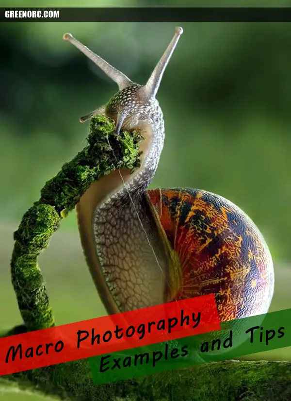 Macro Photography Examples and Tips