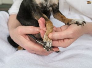 pet injured