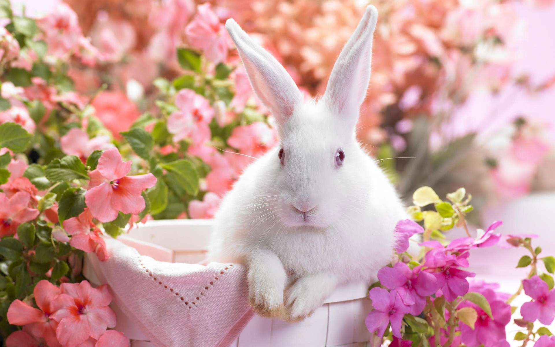 Easter Backgrounds For Your Laptop (7)