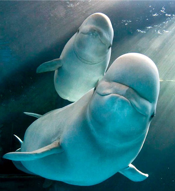 Shedd Aquarium, beluga whales