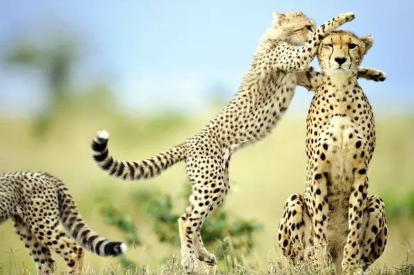 One of six cheetah cubs (Acinonyx jubatus), leaping up to its mother in the Masai Mara, Kenya. Image previously published in Saturday 2nd April editions of The Independent, The Times, The Telegraph online as part of Mother's Day montage. Image shot from vehicle using Nikon D3s and 600mm f/4 lens. Image has received absolute minimal post-processing restricted to white balance and contrast only.