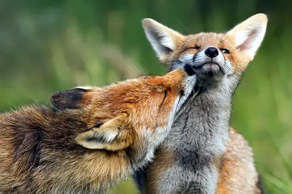 unbelievable-intimate-animal-shots-30