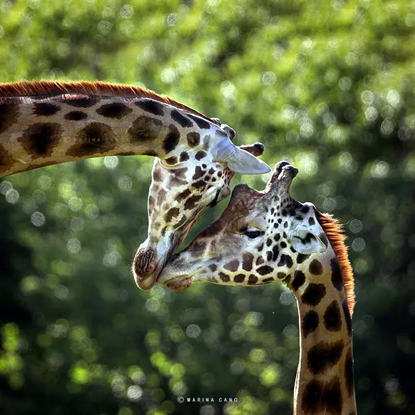 unbelievable-intimate-animal-shots-32