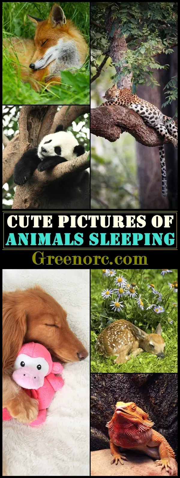 Cute Pictures of Animals Sleeping
