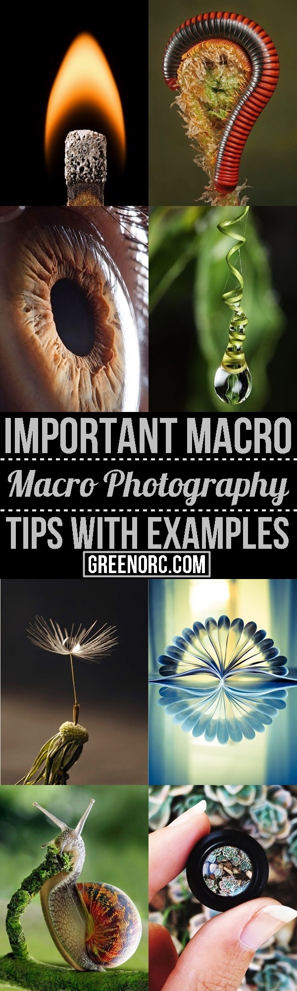 Important Macro Photography Tips With Examples