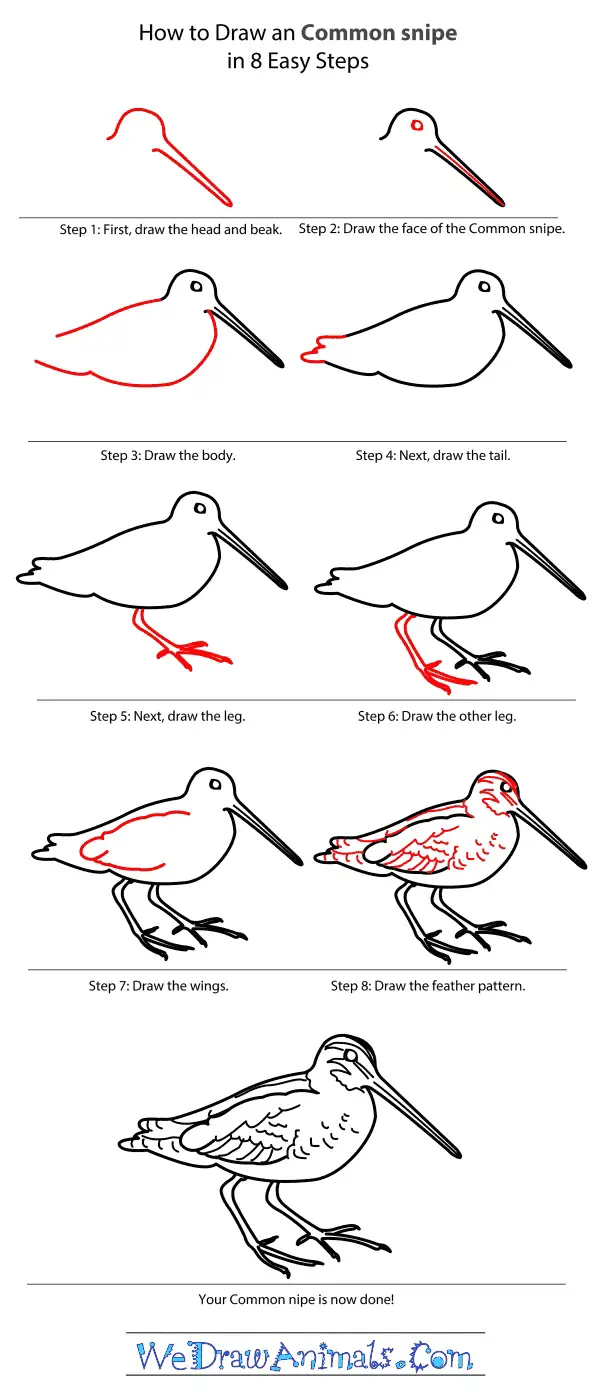 Cute Ways To Draw Birds and Animals