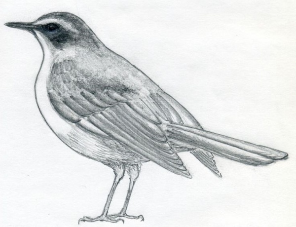 15 Cute Ways To Draw Birds and Animals - Greenorc