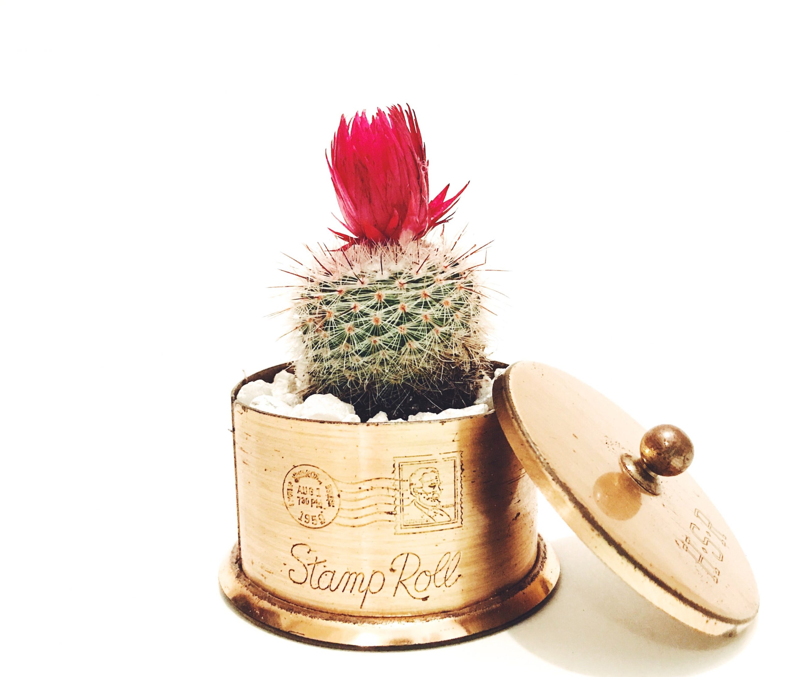 A cactus plant placed inside a golden metallic box