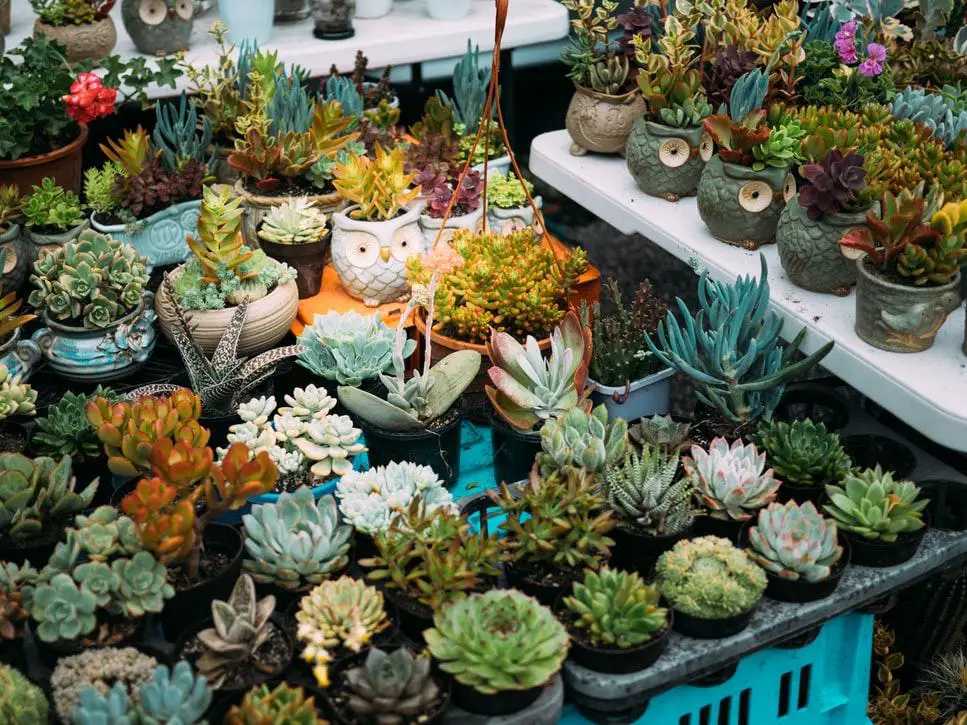 Numerous succulents placed together in a plant nursery or garden.