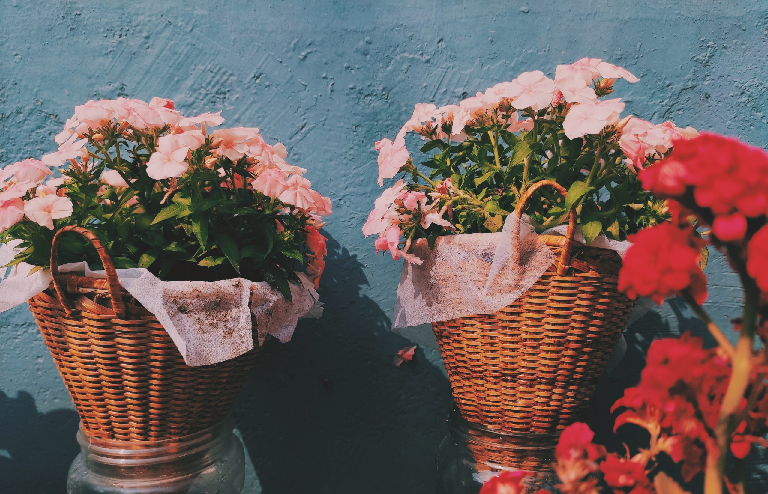 Two cane baskets holding pink hibiscus flowers against a blue backdrop