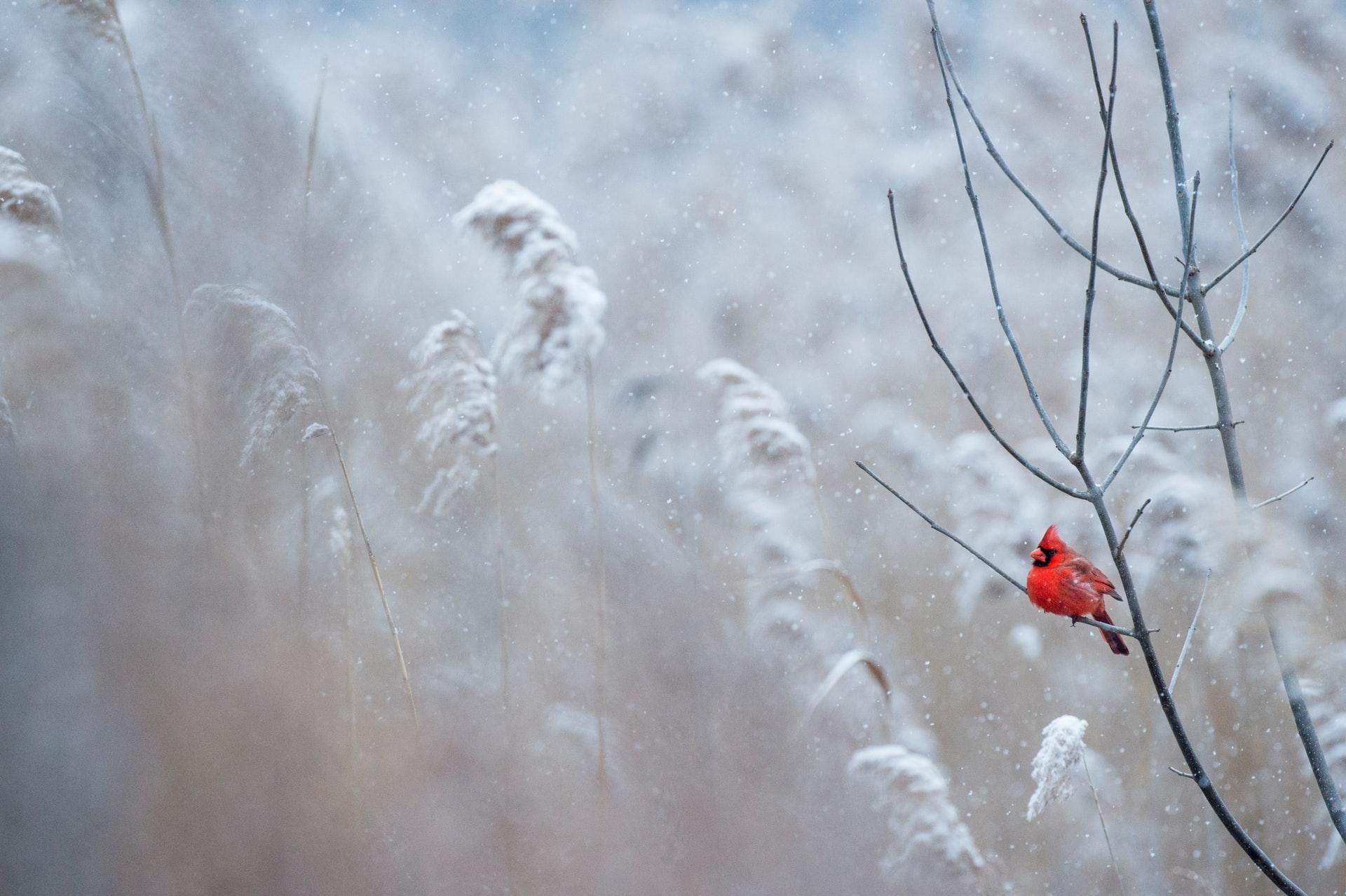 A red Northern Cardinal perching on a branch