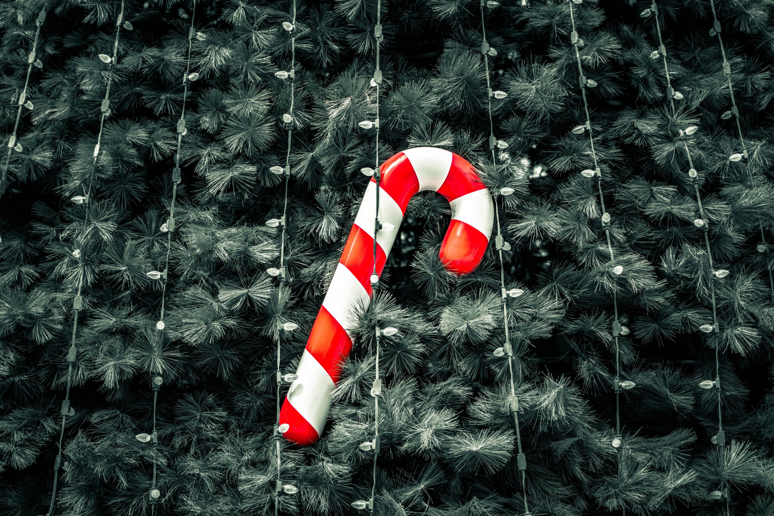 A candy cane on a Christmas tree A red-and-white candy cane used as a decorative element for a Christmas tree.