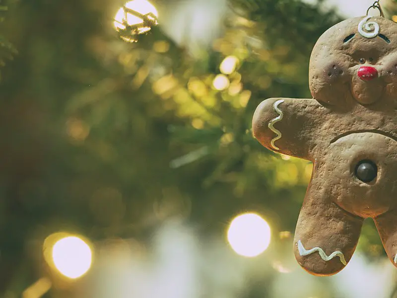 A gingerbread man hanging from a christmas tree. A gingerbread man used as a decorative element to spice up the look of a Christmas tree.