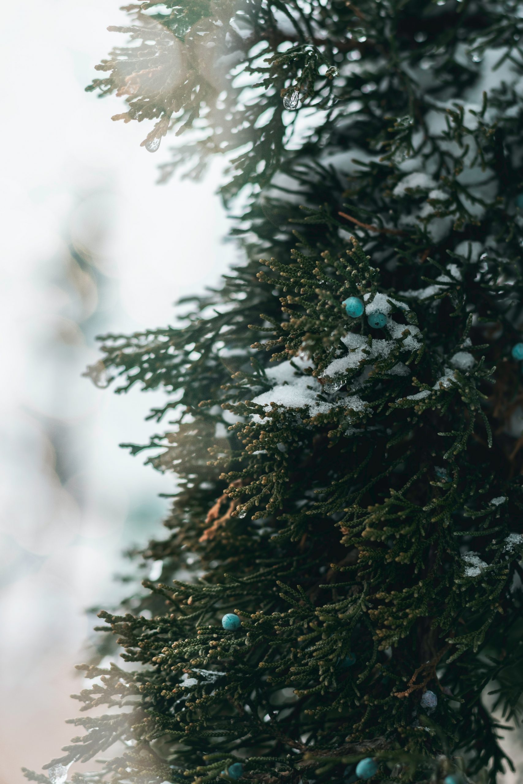 A Christmas wallpaper iPhone of snow settled on a coniferous tree