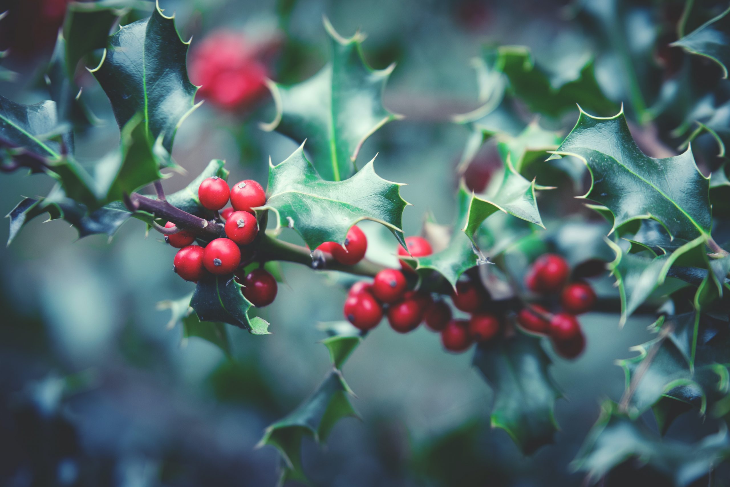 A holly tree with its signature prickly leaves and red berries.