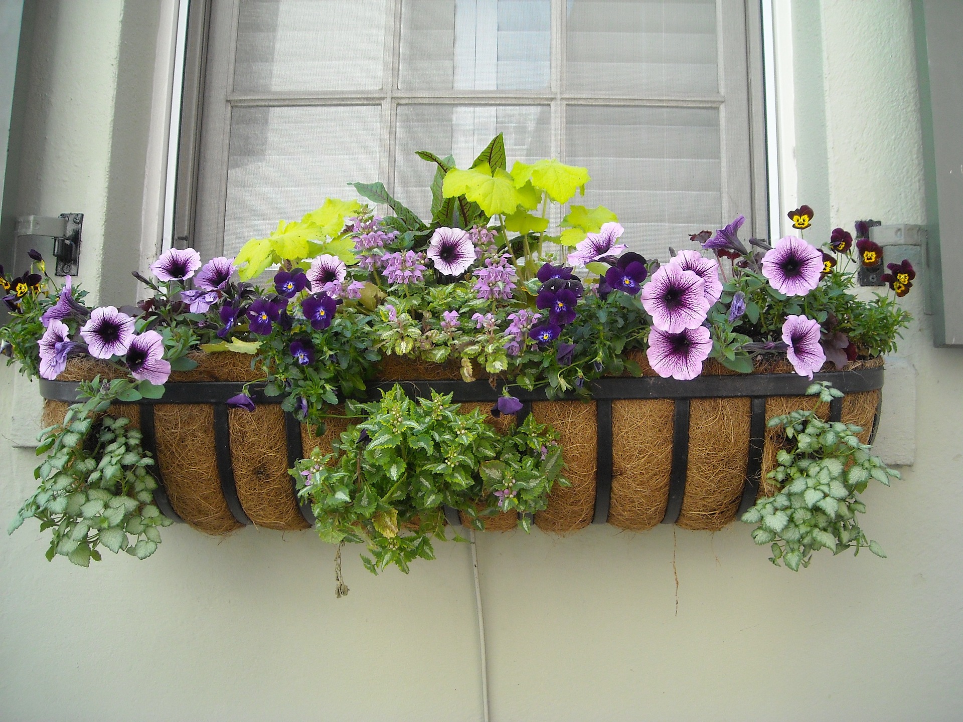 Bloomed flowers and plants by a window.