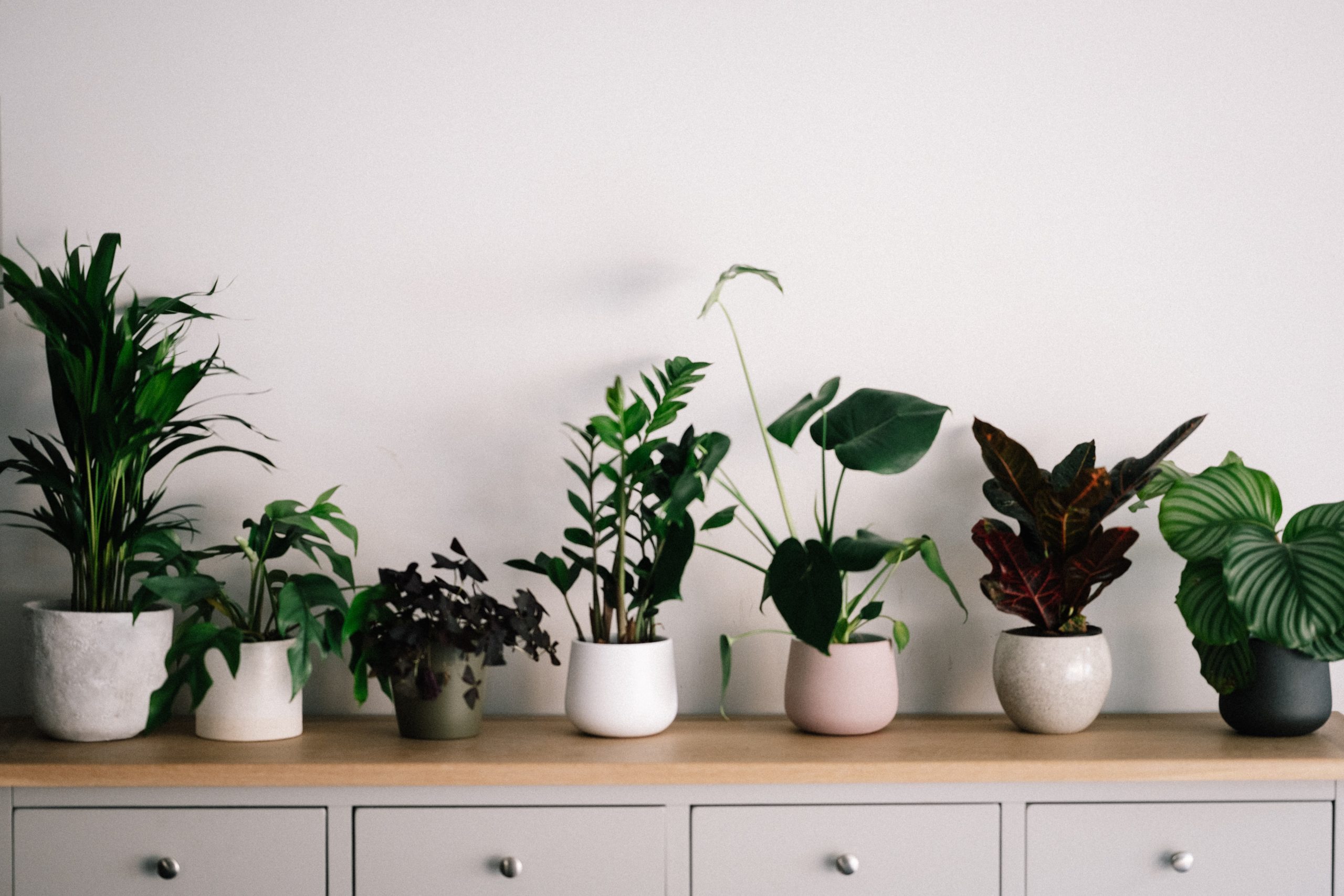 Seven plants in pots on top of a table/cupboard