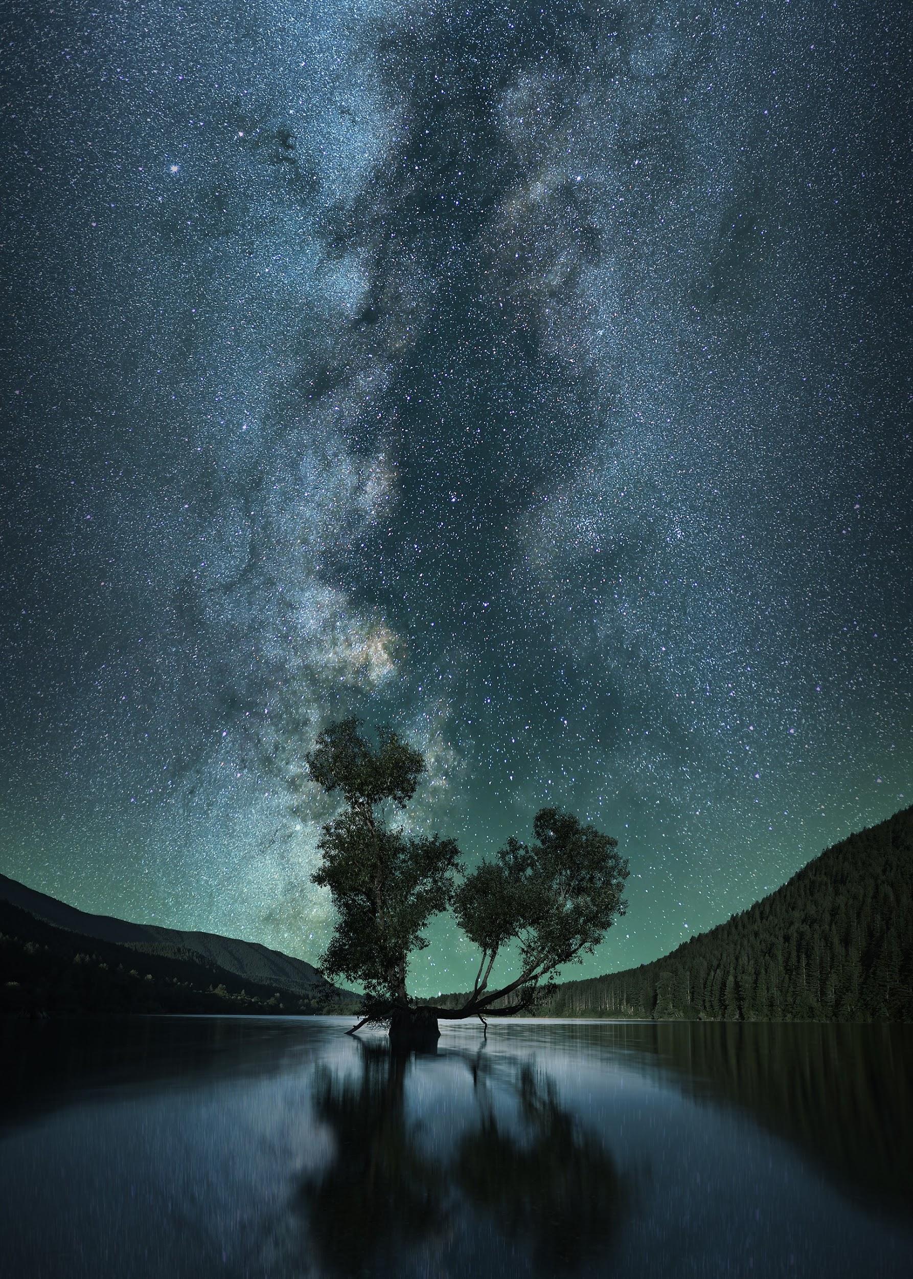 A single tree in a lake and a sky full of stars