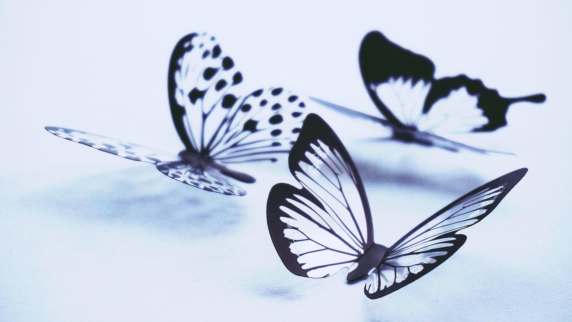 3D, Butterfly, Tattoo
