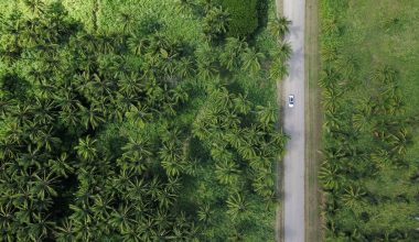 Aerial View of A Palm Plantation