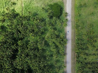 Aerial View of A Palm Plantation