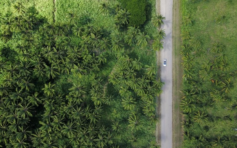 Aerial View of A Palm Plantation