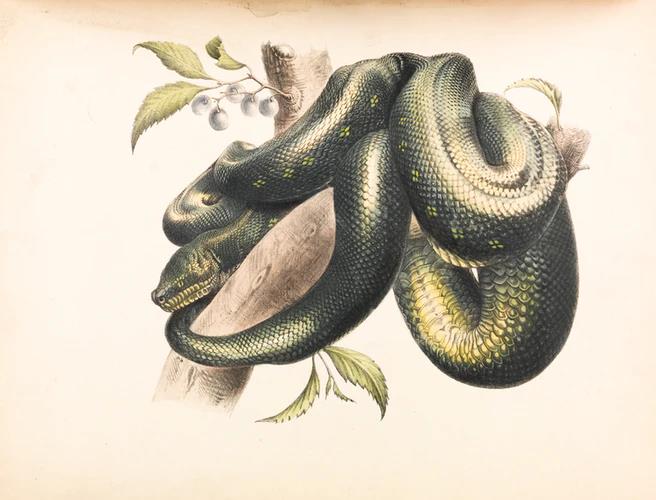 The image of a green serpent coiled around and ready to strike at the first chance.