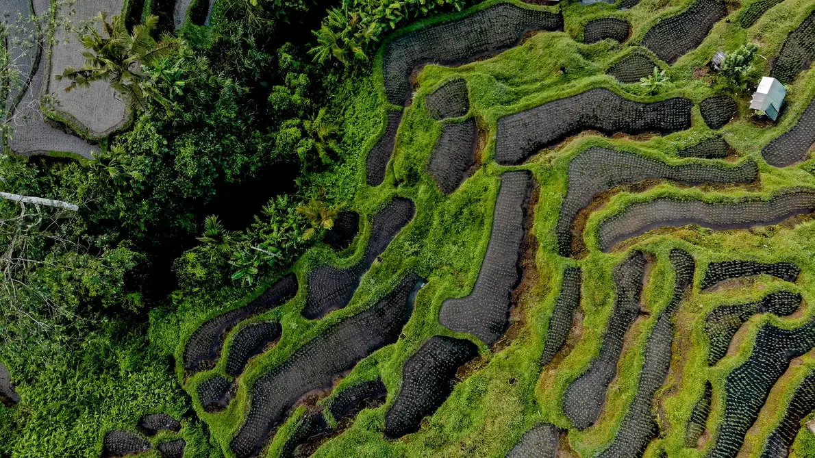 Aerial image of a rice field of Bali, with its numerous levels and surrounded by coconut trees on its fringes.