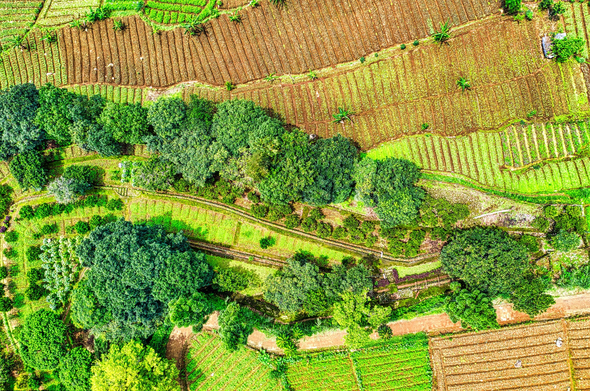 A farm recently sowed, sits inside a perimeter of lush green trees.